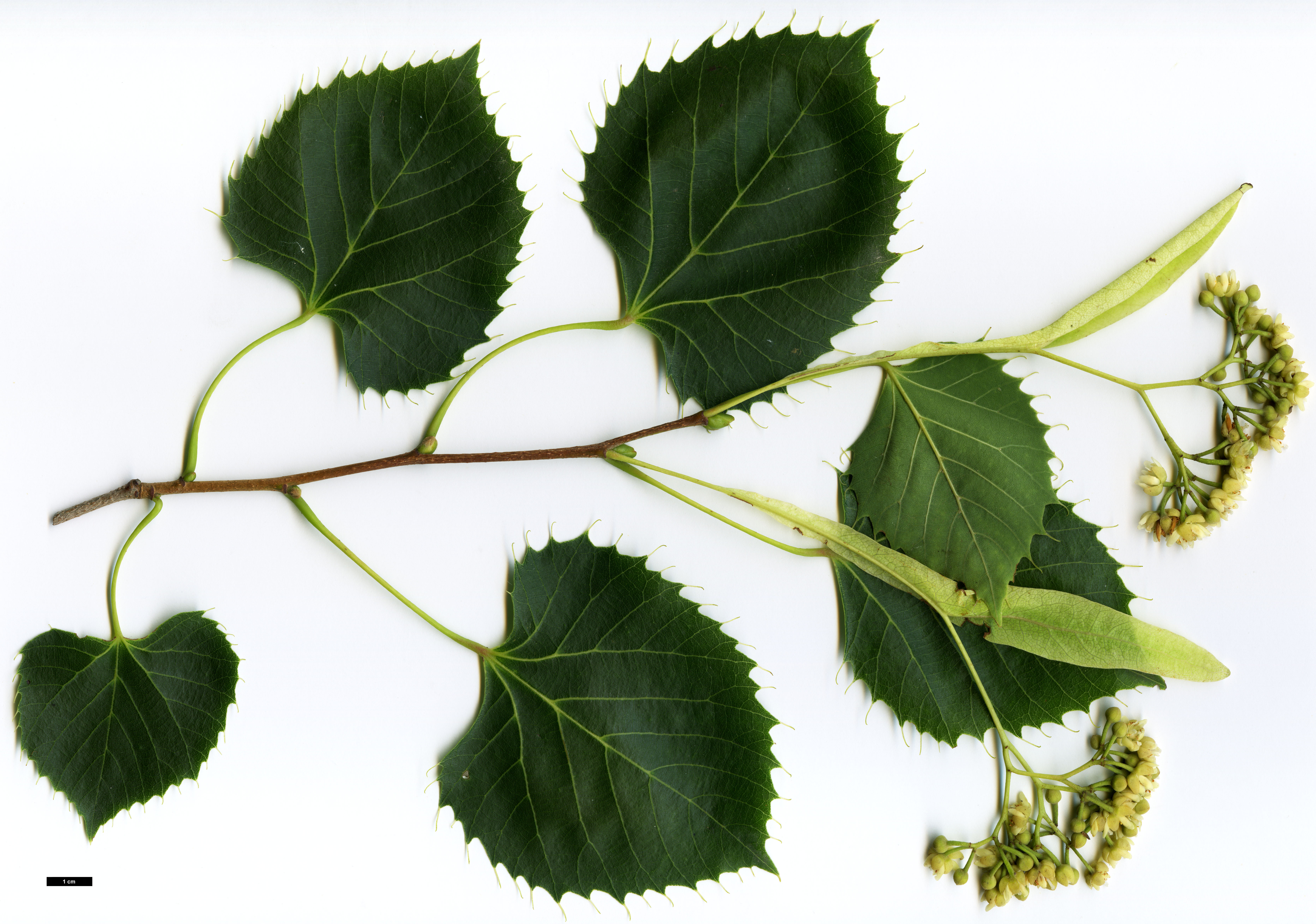 High resolution image: Family: Malvaceae - Genus: Tilia - Taxon: henryana - SpeciesSub: var. subglabra
